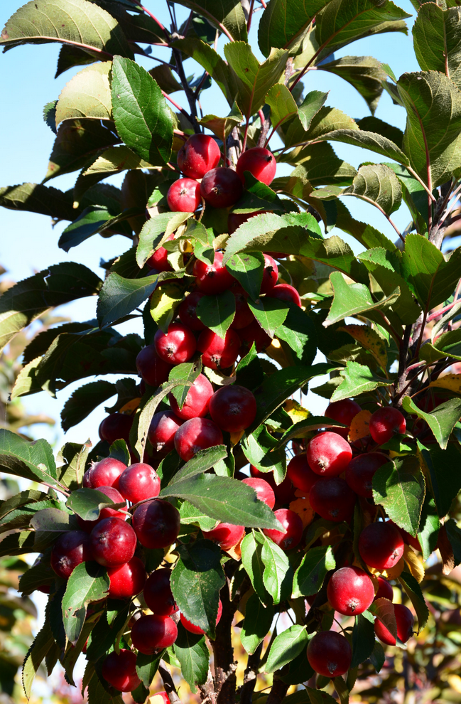 Emerald Spire Crabapple Tree, Ball and Burlap