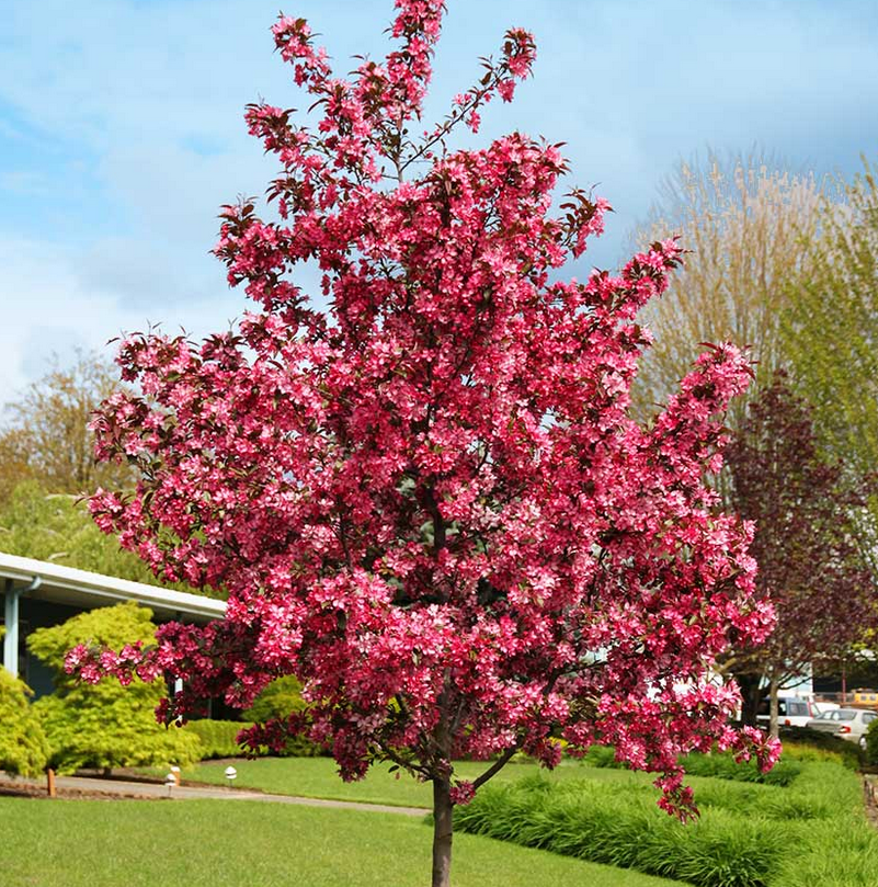 Emerald Spire Crabapple Tree, Ball and Burlap