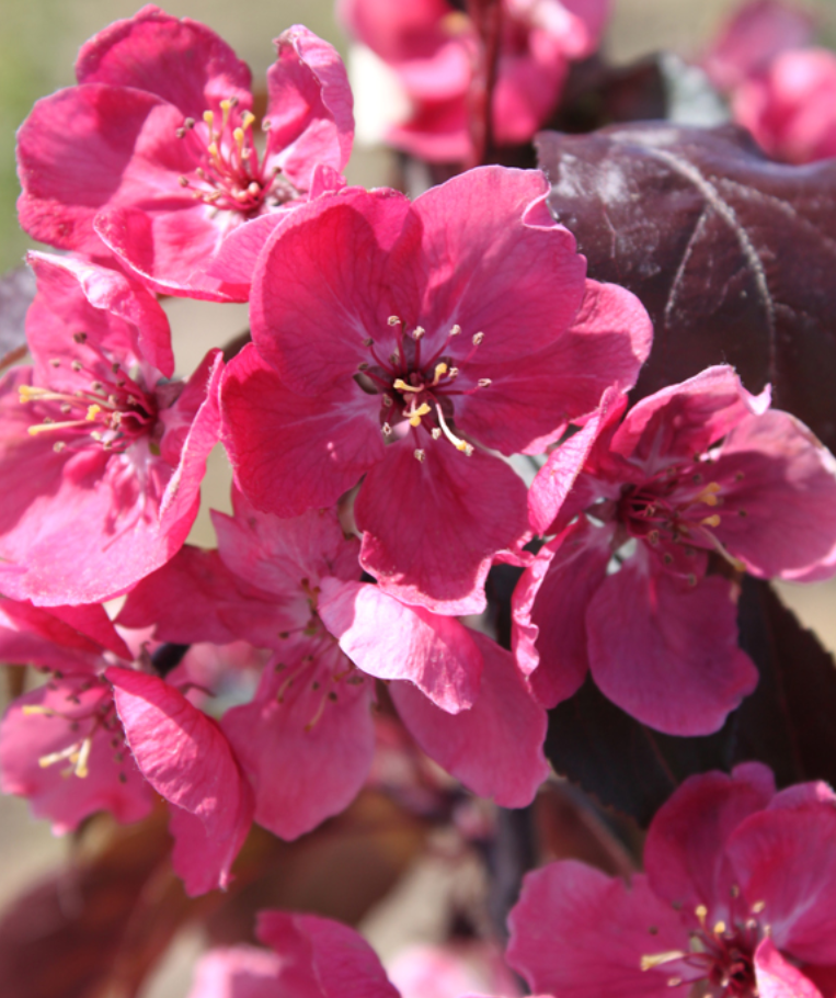 Perfect Purple Crabapple Tree, Ball and Burlap