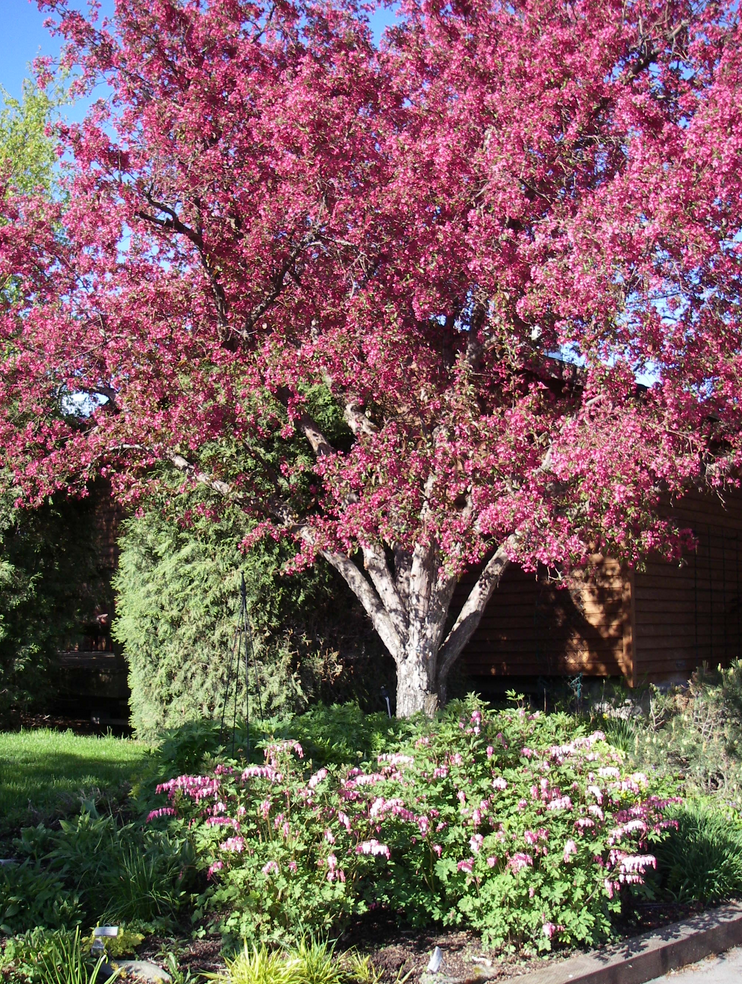 Radiant Crabapple Tree, Ball and Burlap