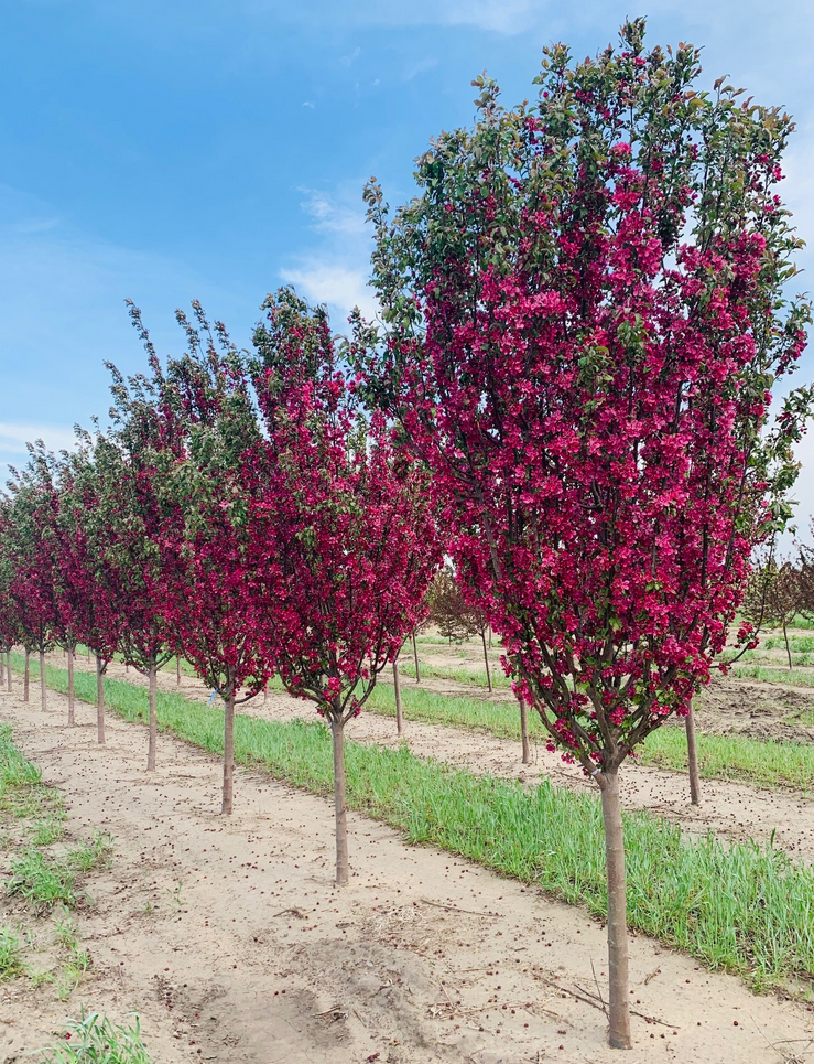 Red Barron Crabapple Tree, Ball and Burlap