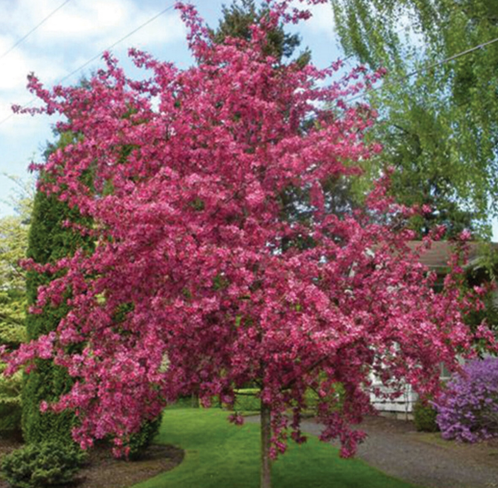 Royal Raindrops Crabapple Tree, Ball and Burlap