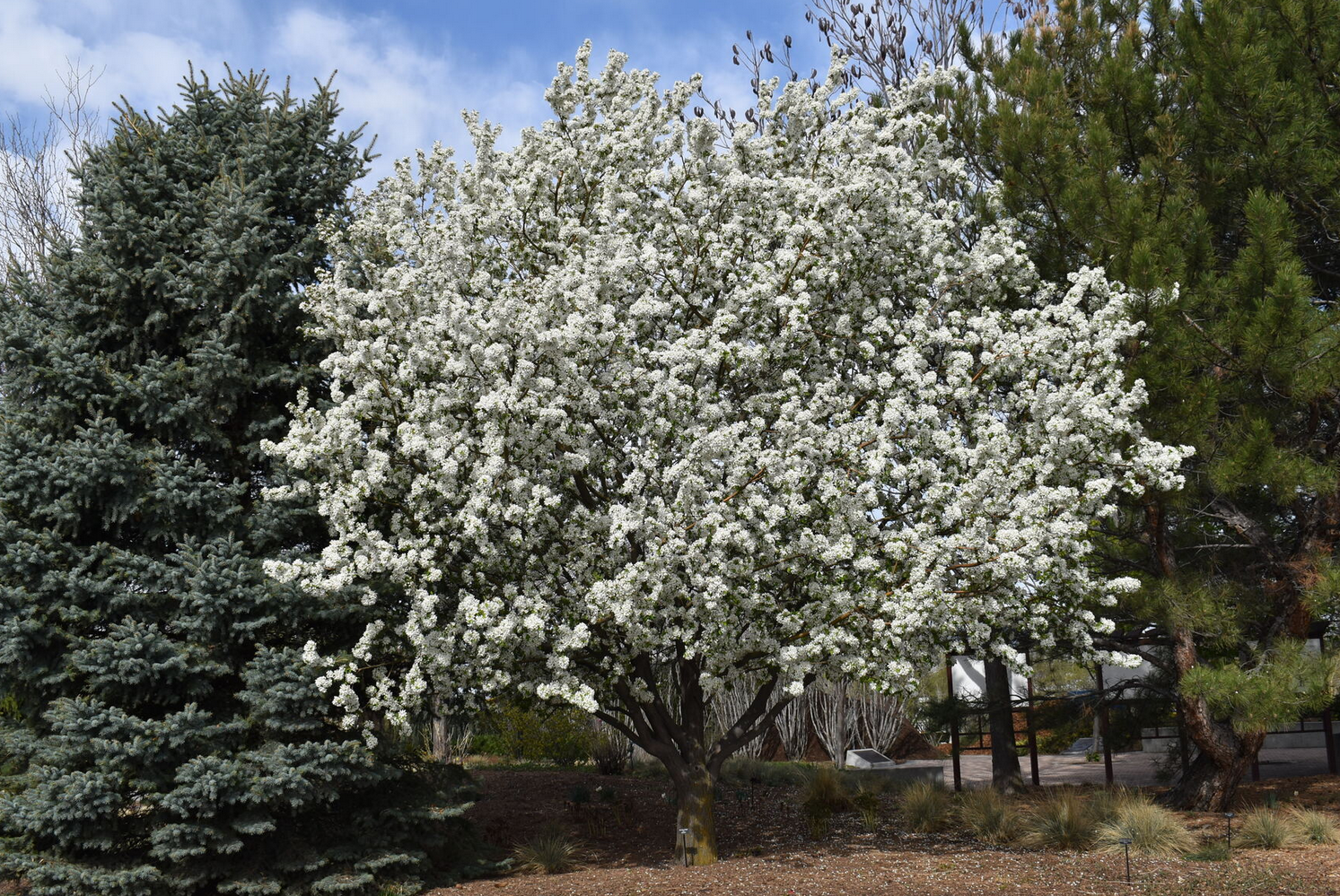 Spring Snow Crabapple Tree, Ball and Burlap