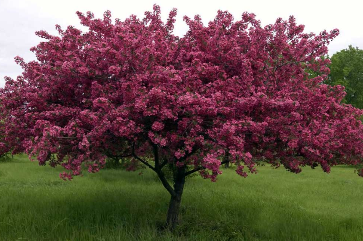 Thunderchild Crabapple Tree, Ball and Burlap