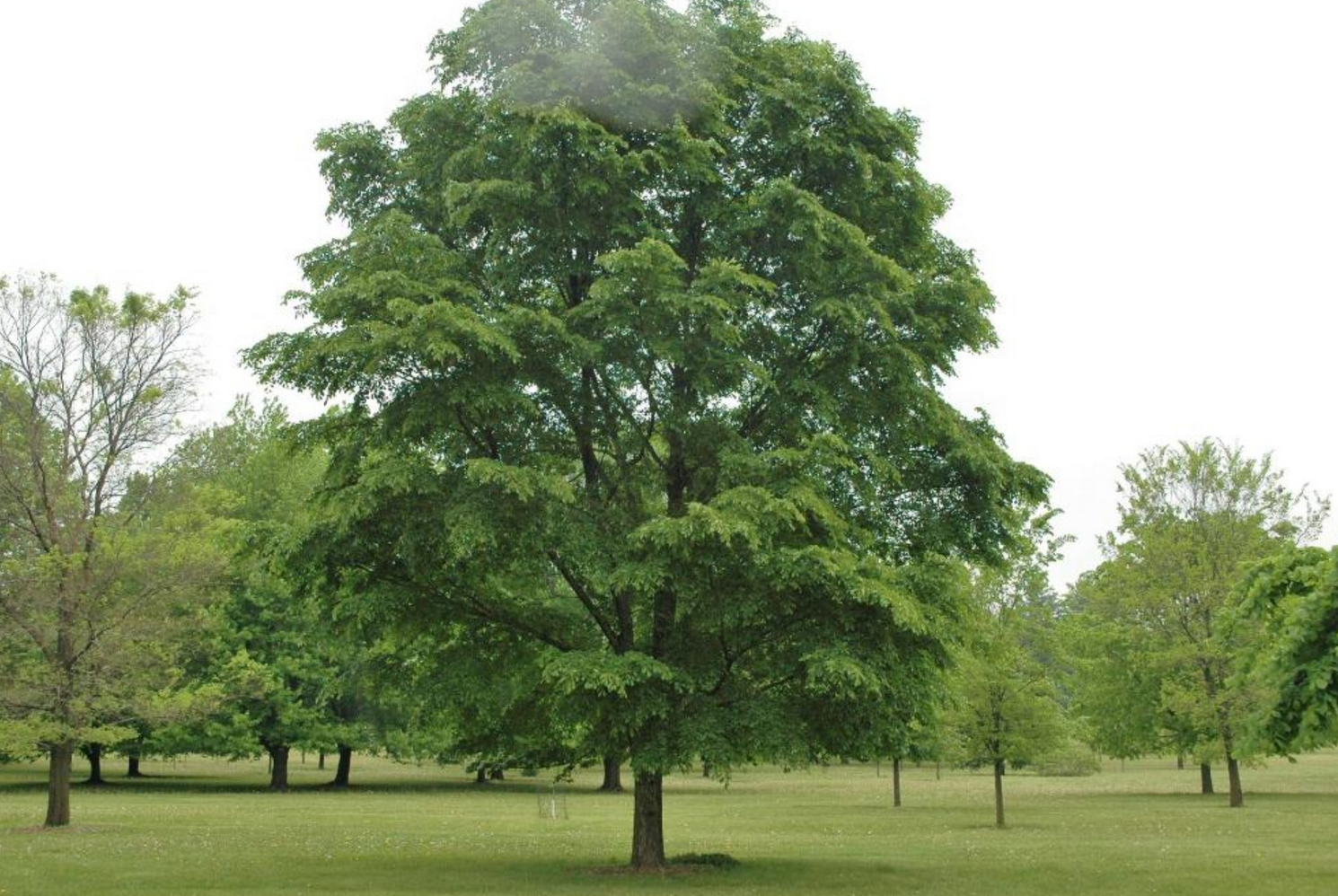 Accolade Elm Tree, Ball and Burlap