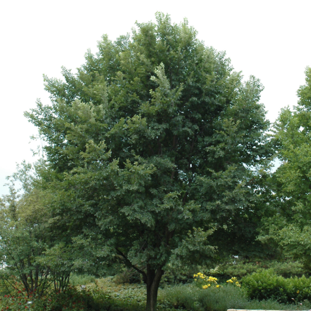 New Horizon Elm Tree, Ball and Burlap