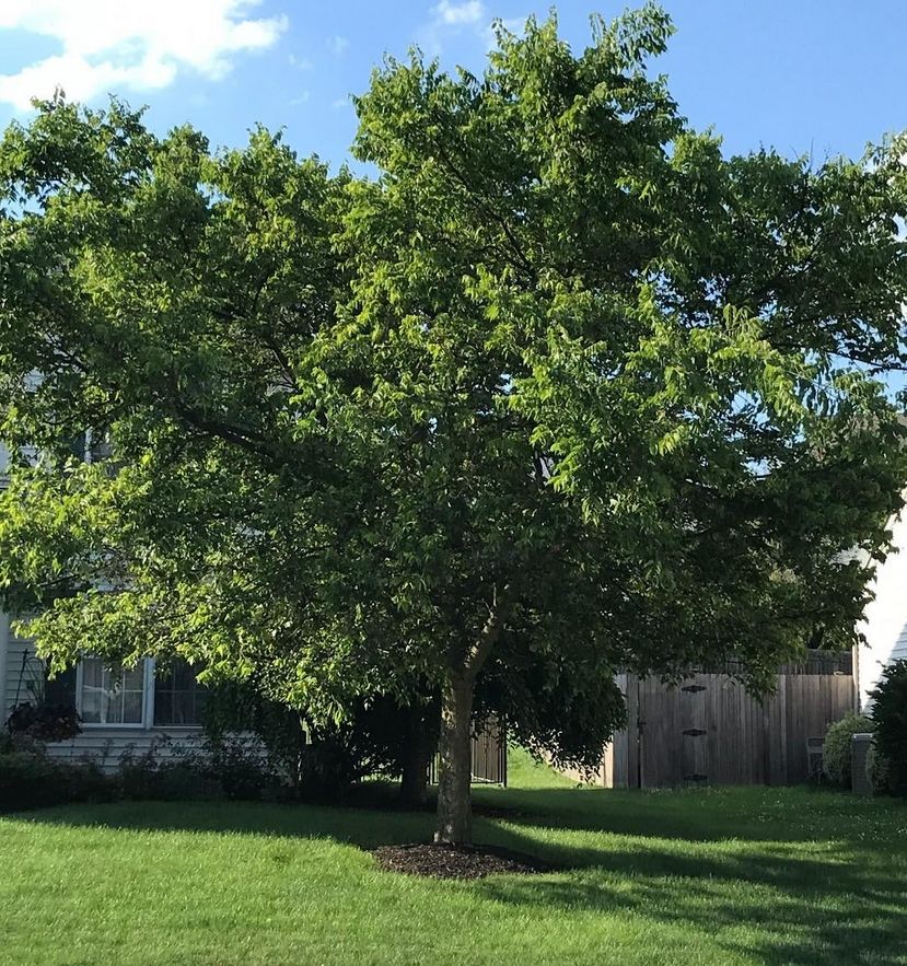 Common/Western Hackberry Tree, Ball and Burlap