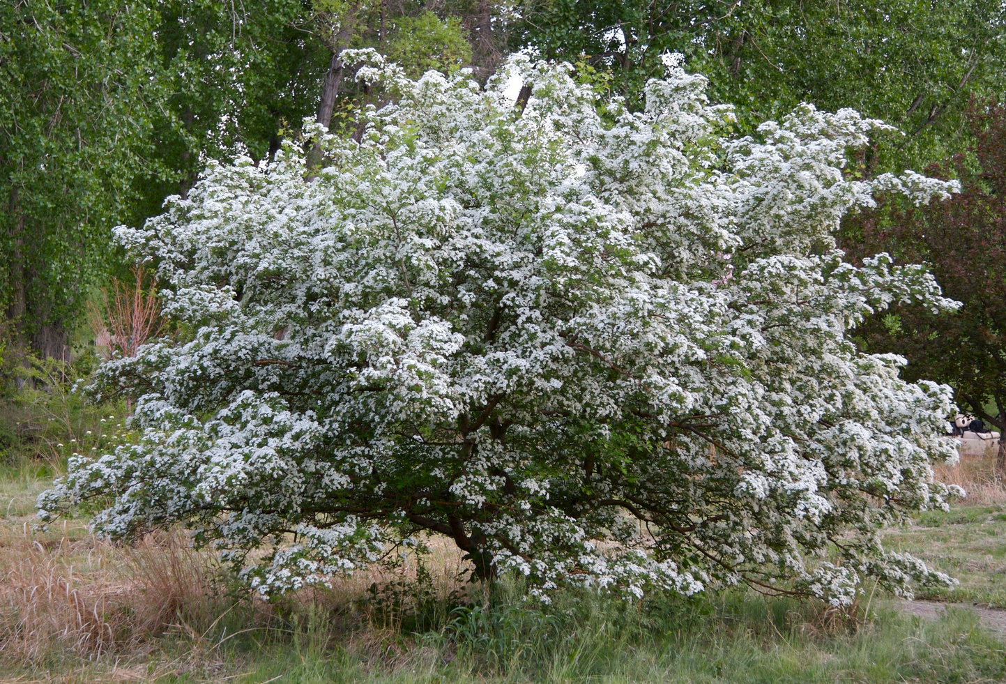 Russian Hawthorn Tree, Ball and Burlap