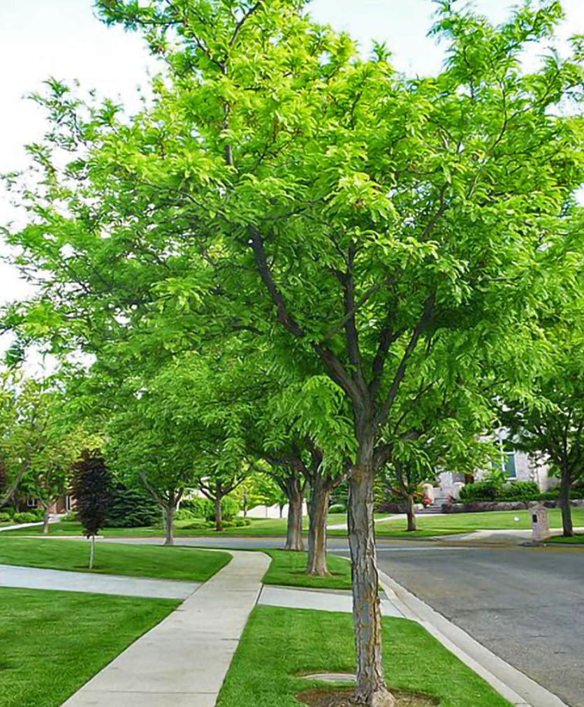 Imperial Honeylocust Tree, Ball and Burlap