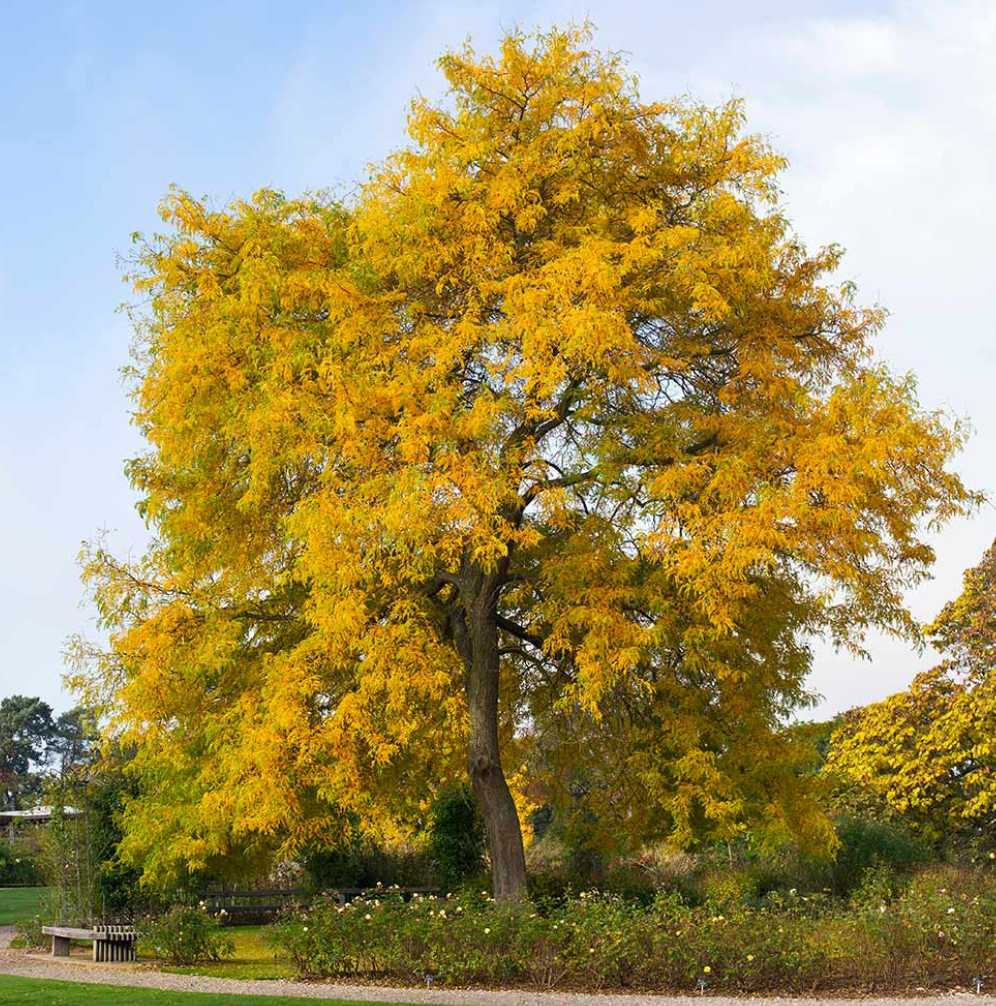 Shademaster Honeylocust Tree, Ball and Burlap