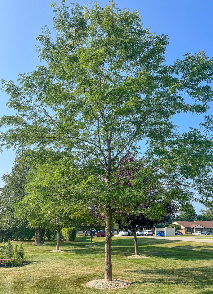 Skyline Honeylocust Tree, Ball and Burlap