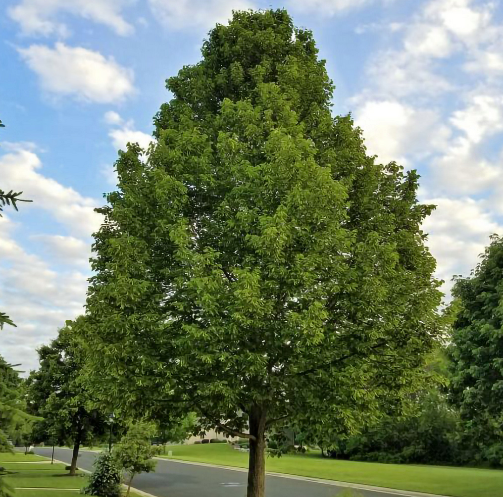 Greenspire Linden Tree, Ball and Burlap