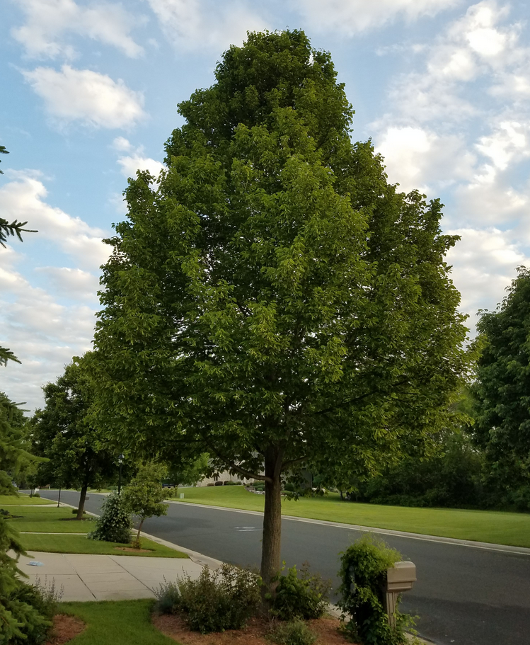 American Sentry Linden Tree, Ball and Burlap