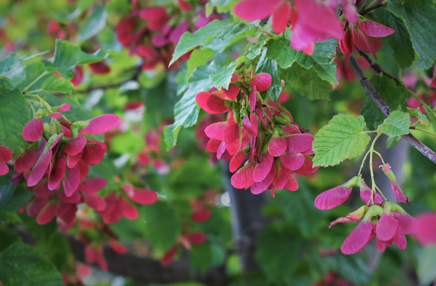Multi-Stem Hot Wings Tartarian Maple Tree, Ball and Burlap