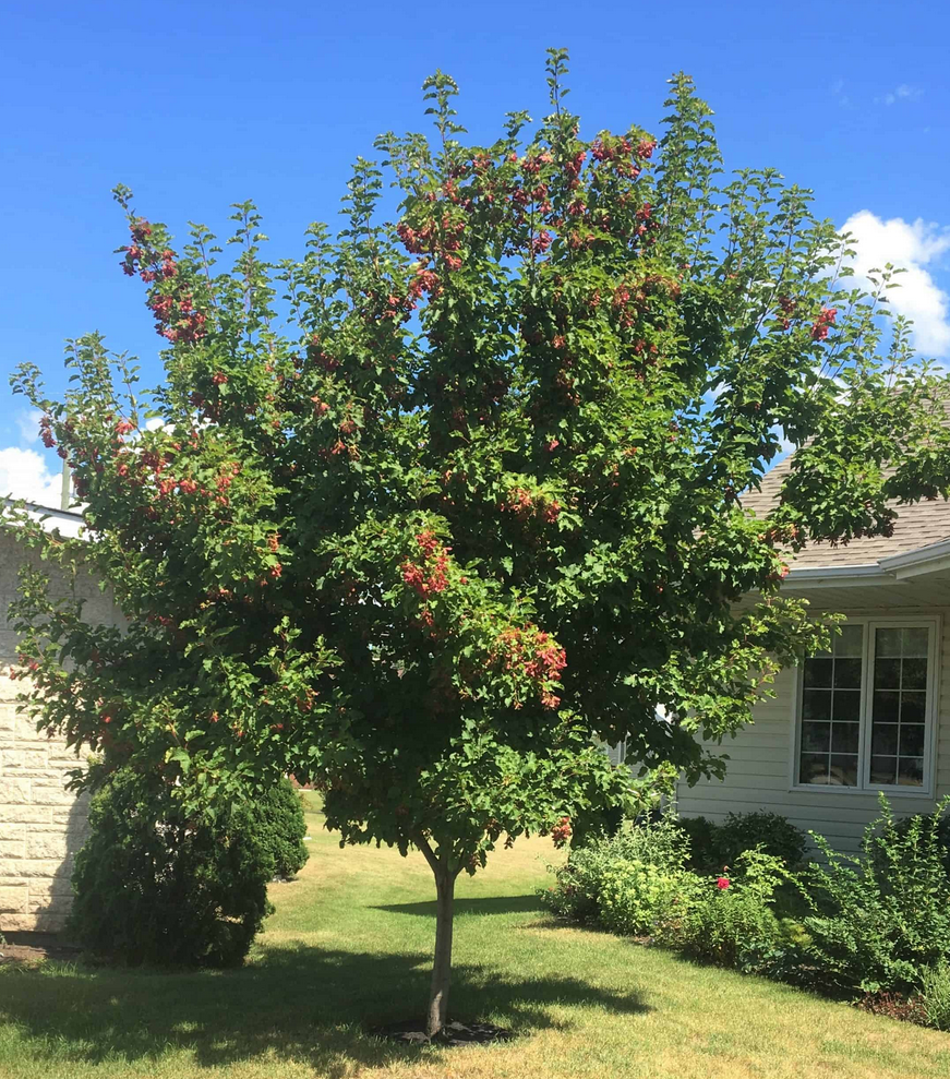 Multi-Stem Hot Wings Tartarian Maple Tree, Ball and Burlap