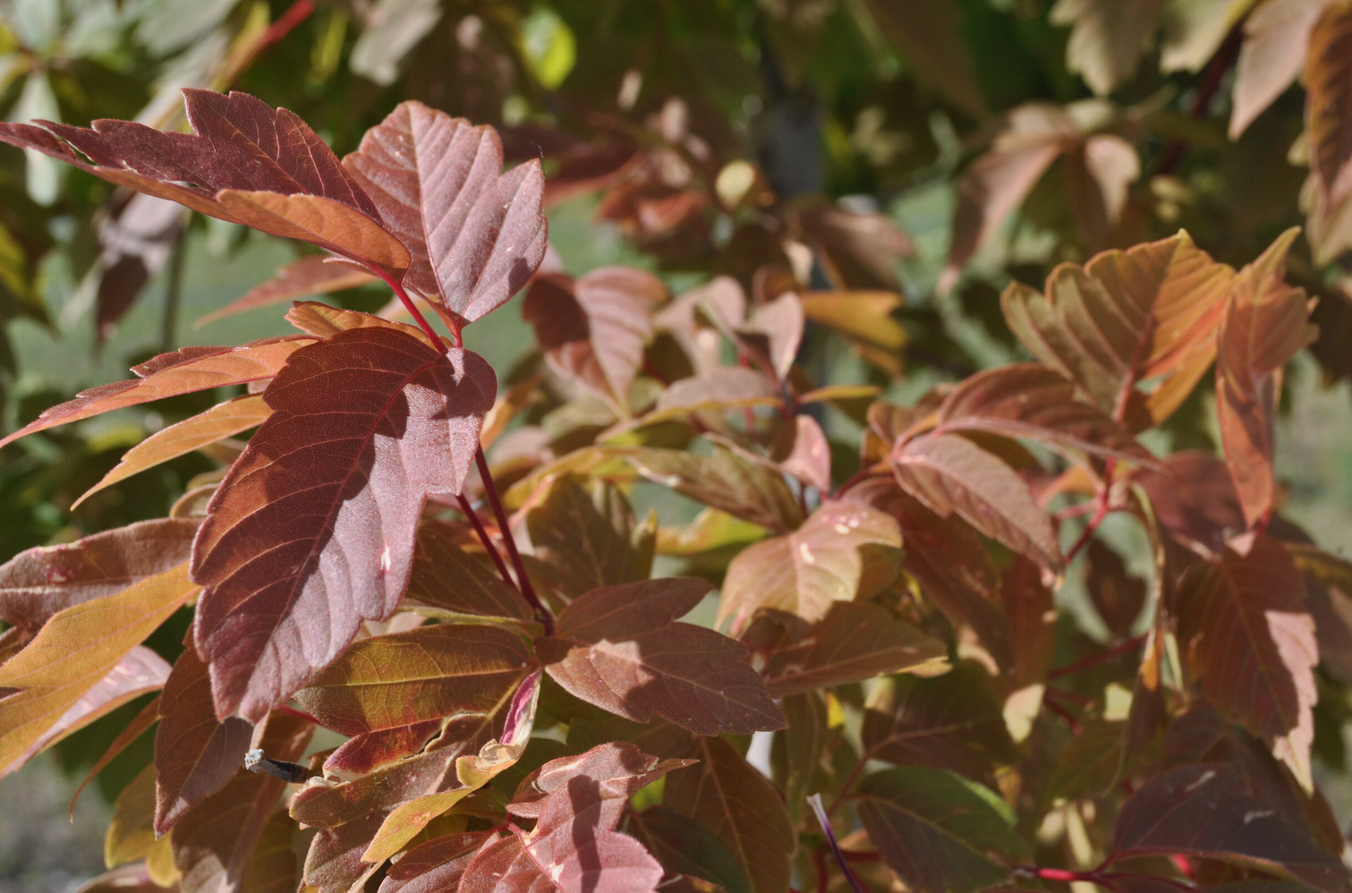 Sensation Boxelder Maple Tree, Ball and Burlap