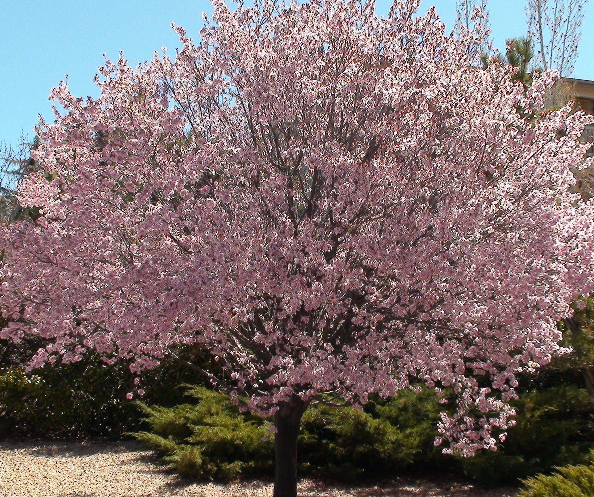 Newport Plum Tree, Ball and Burlap