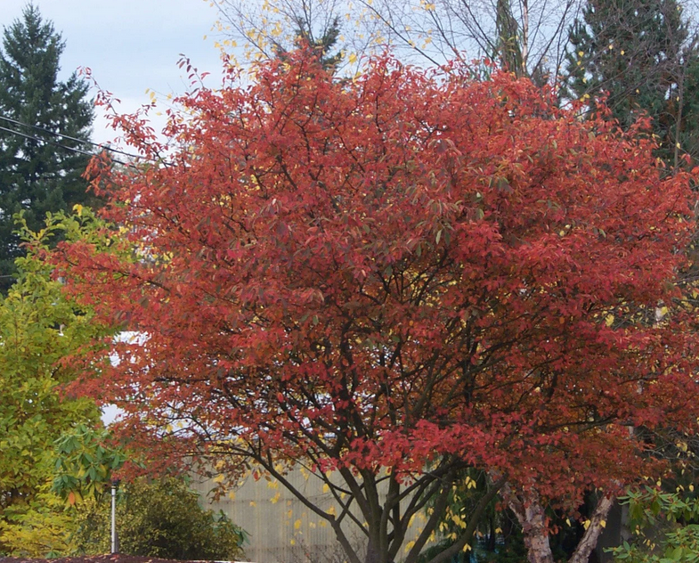 Autumn Brillance Multi-Stem Service Berry, Ball and Burlap, 5"