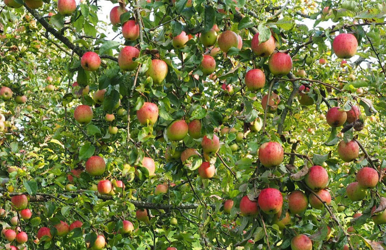 Cortland Apple Tree, Ball and Burlap