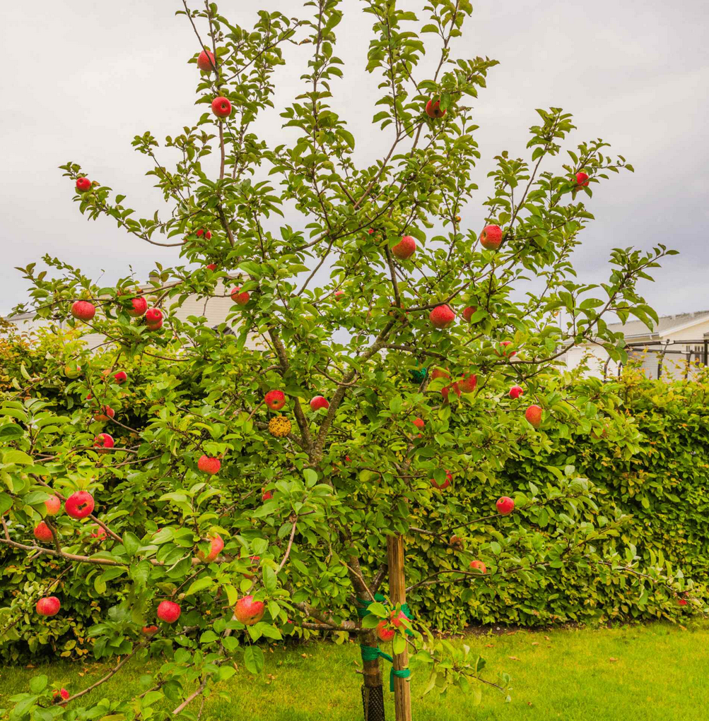 Honeycrisp Apple Tree, Ball and Burlap