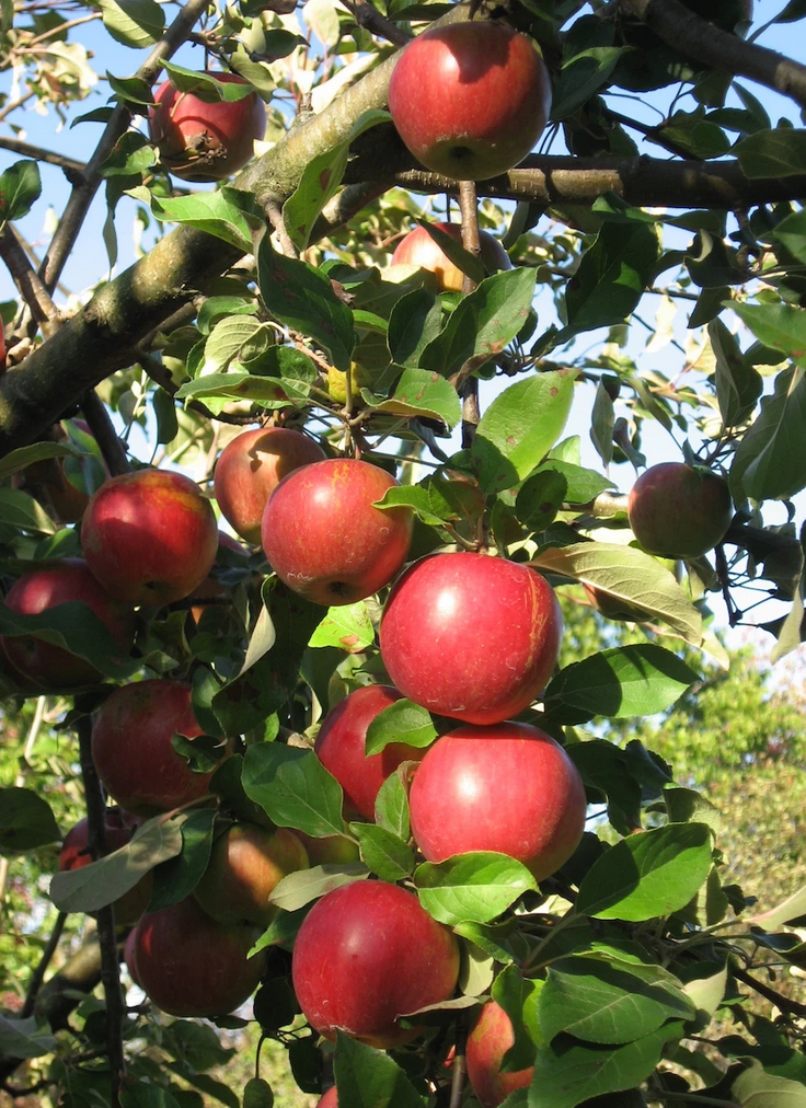 Sweet Sixteen Apple Tree, Ball and Burlap
