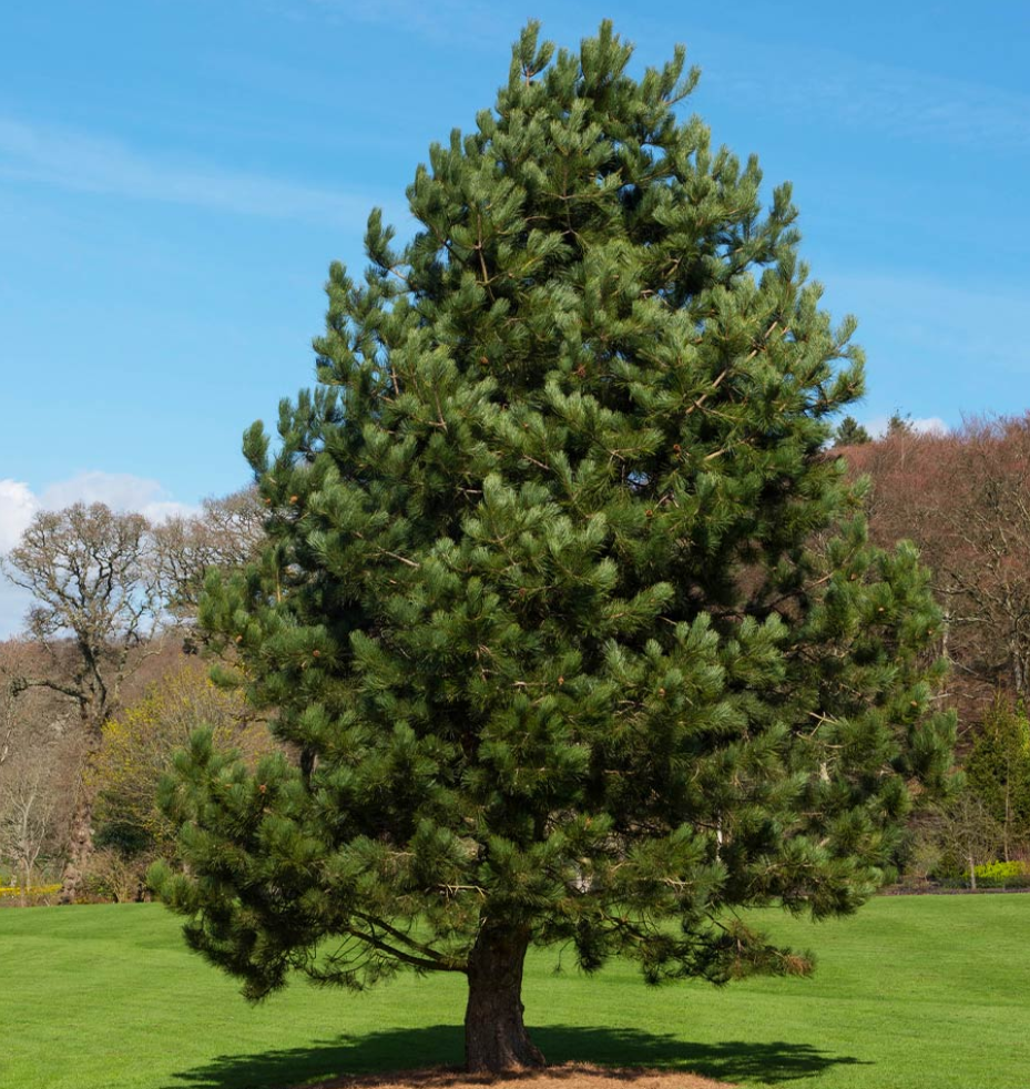 Austrian Pine Tree, Ball and Burlap