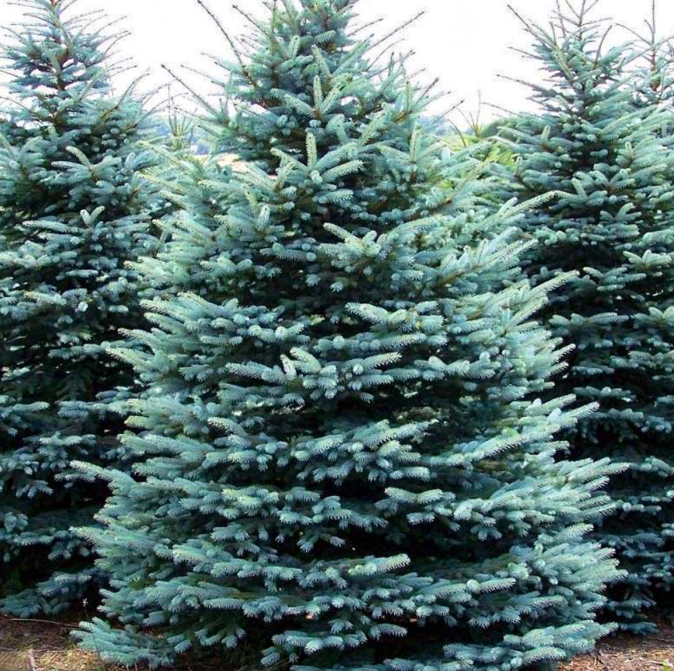 Colorado Spruce, Ball and Burlap