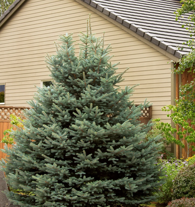 Fat Albert Spruce, Ball and Burlap