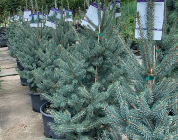 Skinny Blue Genes Spruce, Ball and Burlap