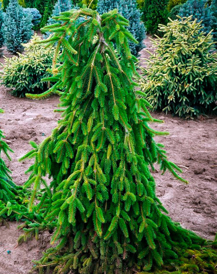 Weeping Norway Spruce, Ball and Burlap