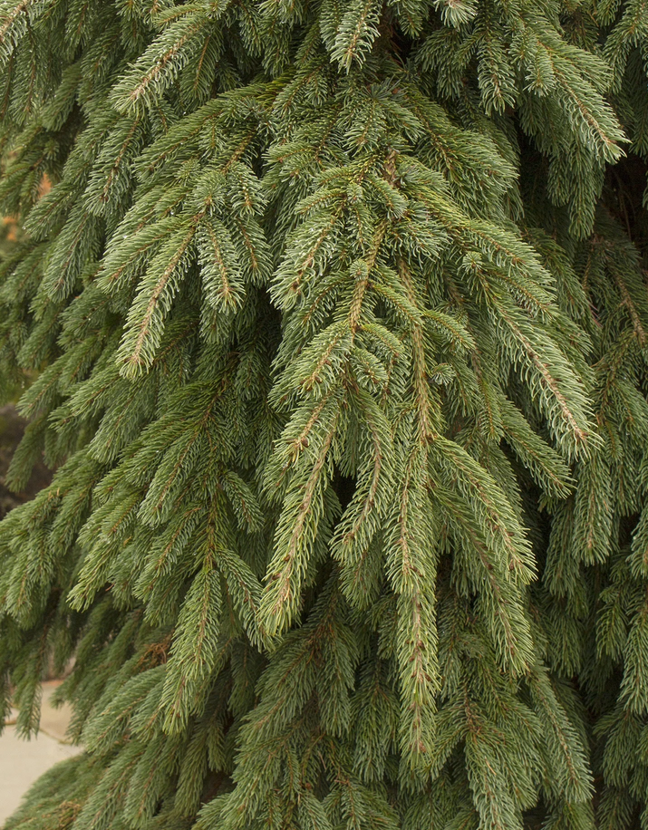Weeping White Spruce, Ball and Burlap