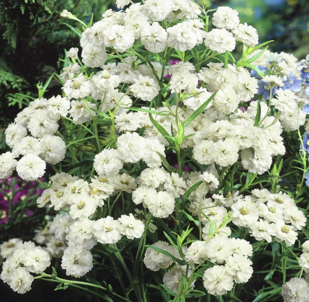 Pearl Yarrow Seedling