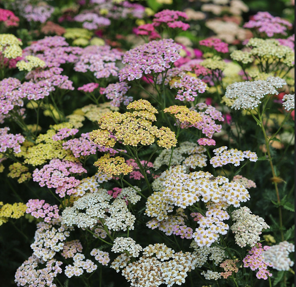 Summer Berries Mix Yarrow Seedling