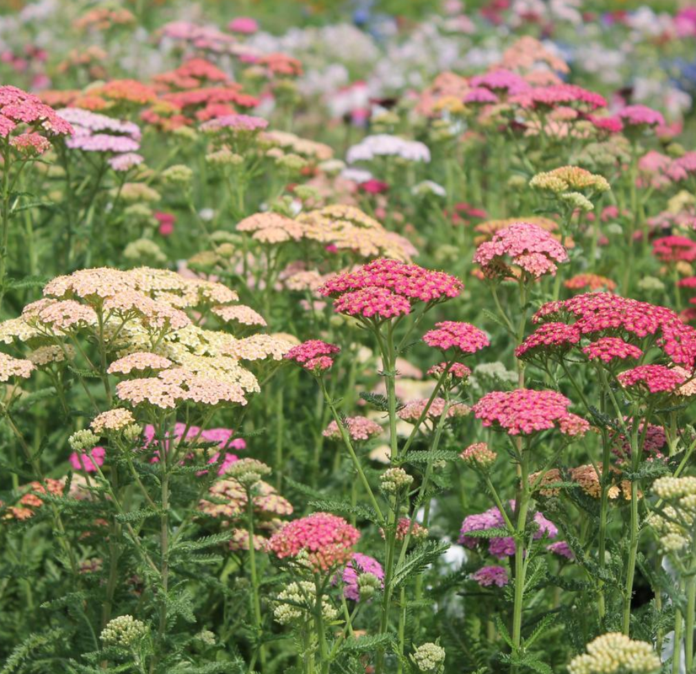 Summer Pastels Mix Yarrow Seedling