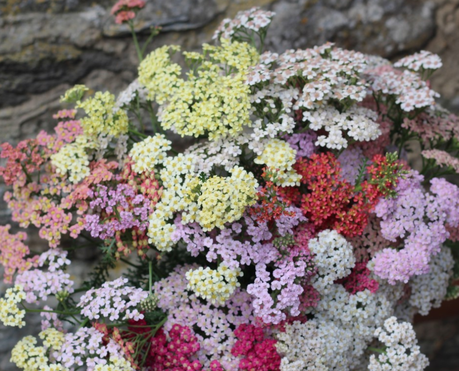 Favorite Berries Mix Yarrow Seedling