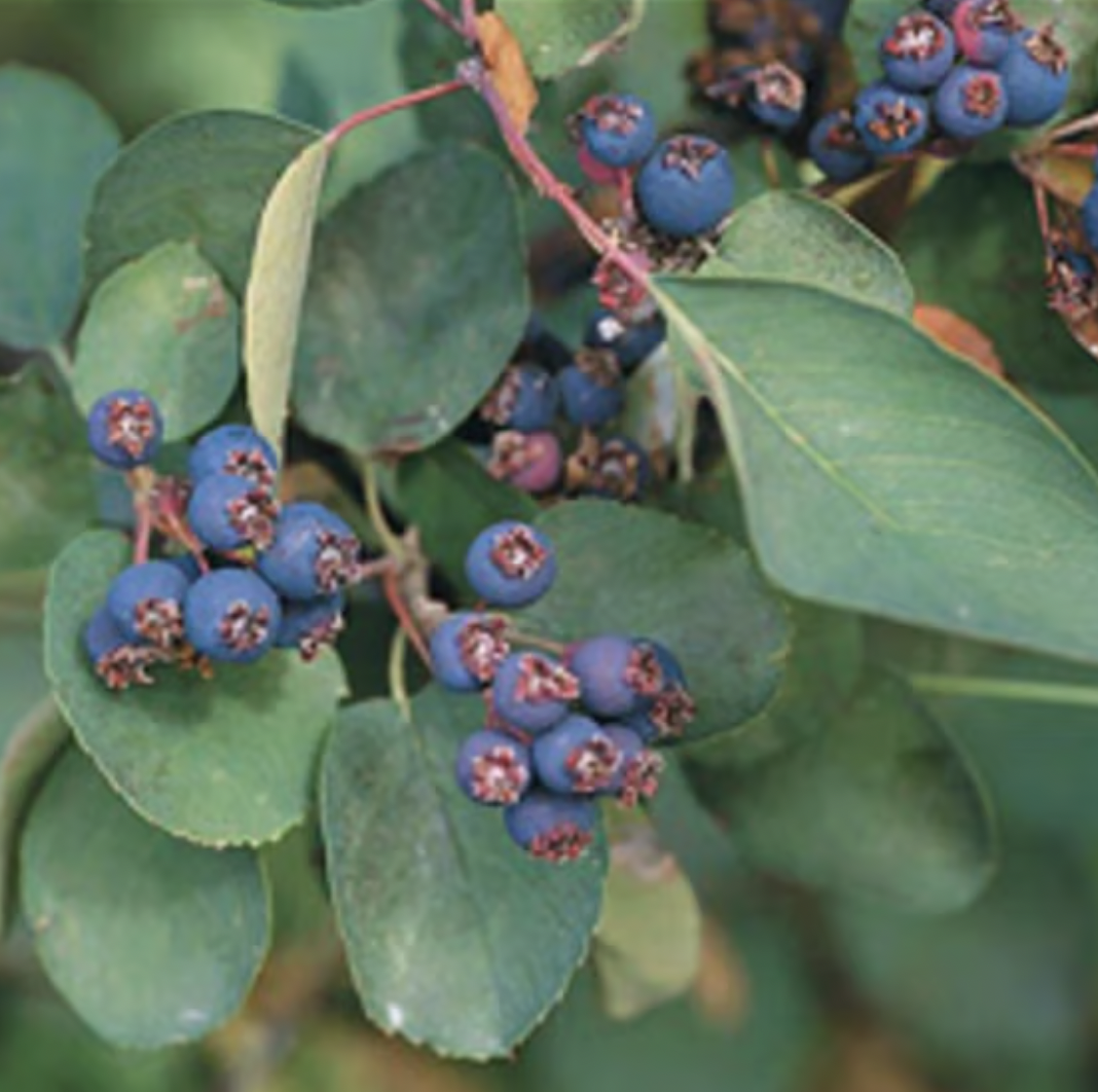 Saskatoon Service Berry