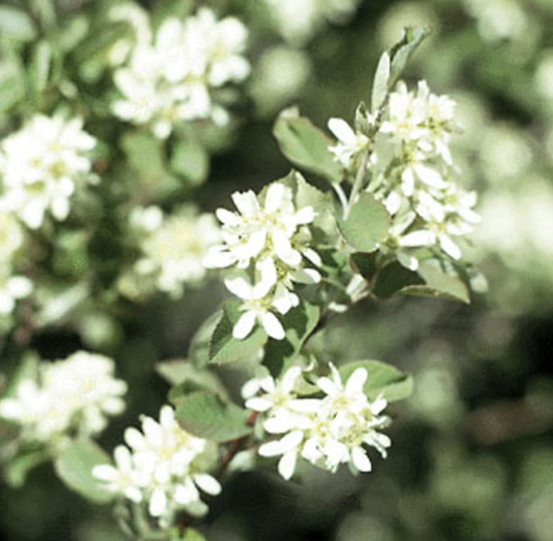 Saskatoon Service Berry