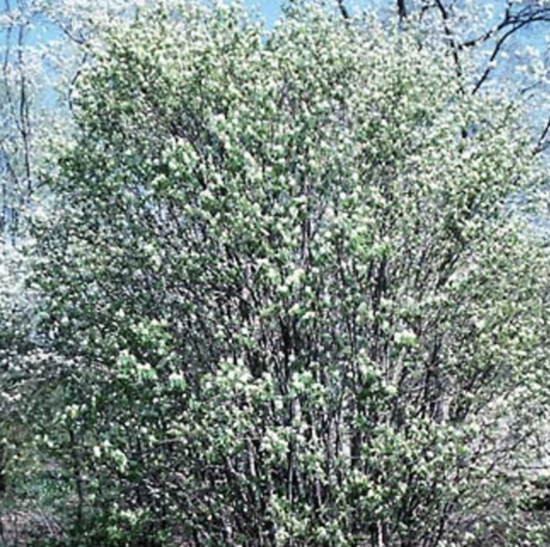 Saskatoon Service Berry