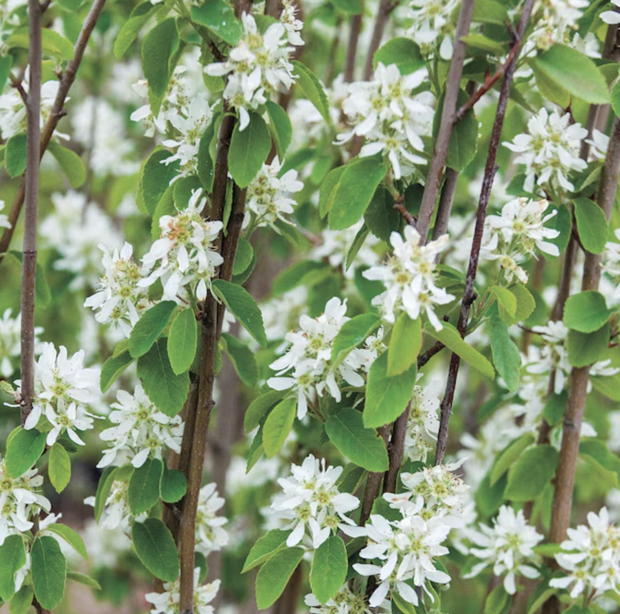 Standing Ovation Service Berry