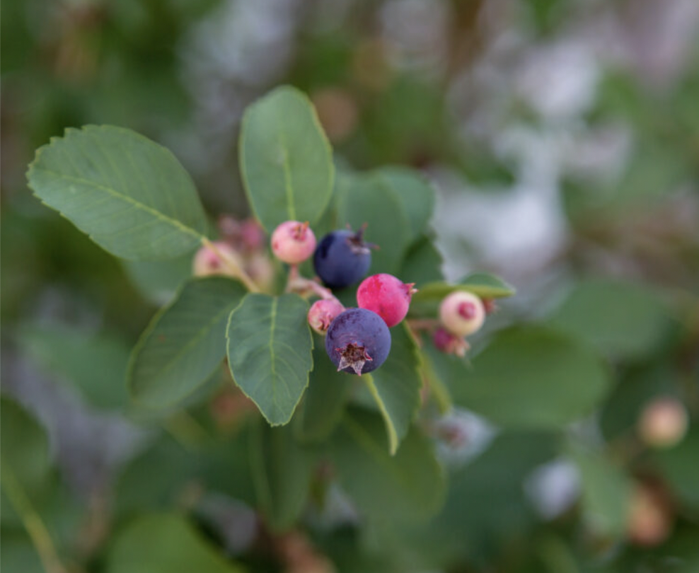 Standing Ovation Service Berry