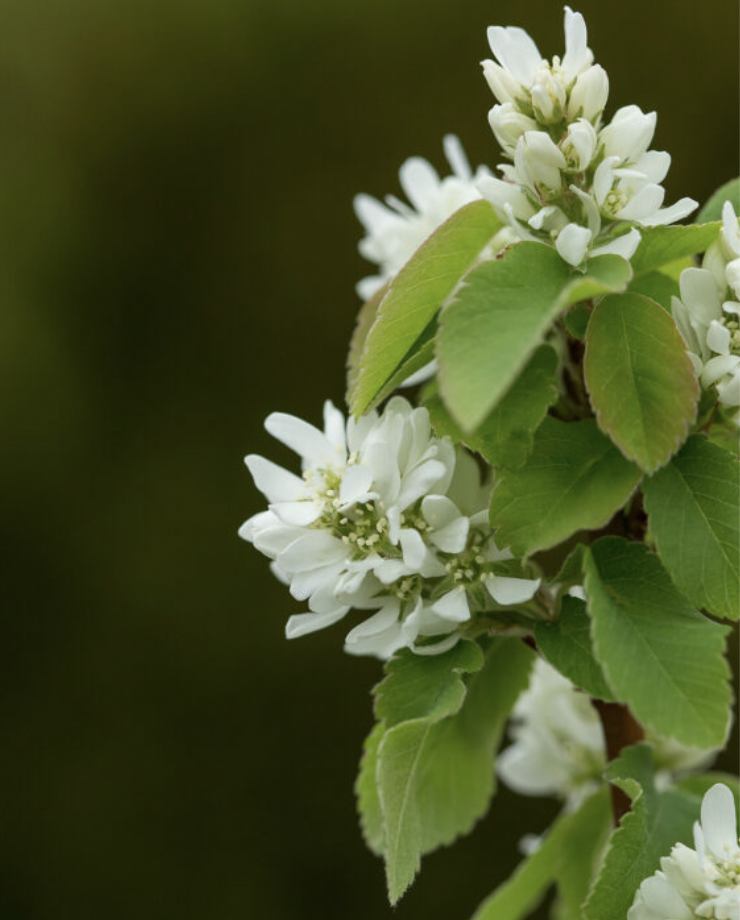 Standing Ovation Service Berry