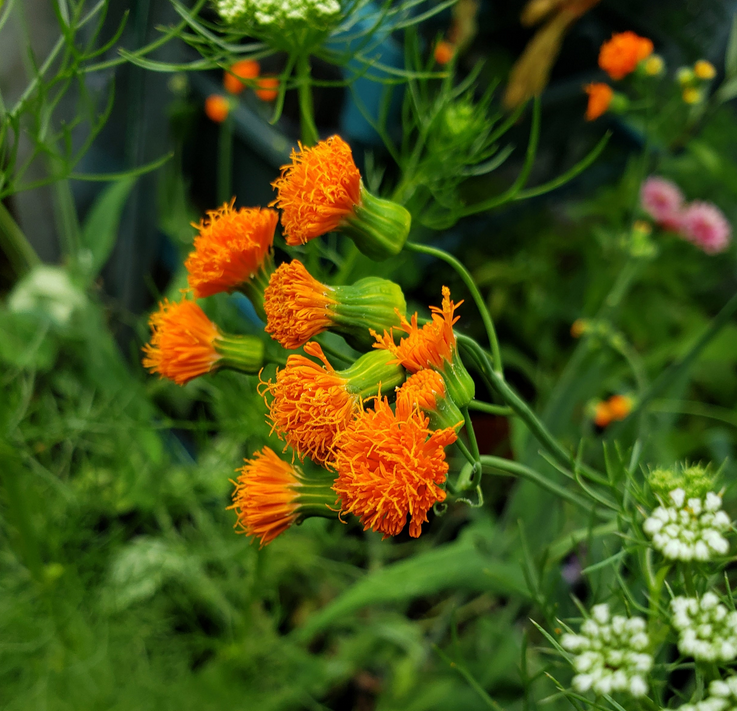 Irish Poet Tassel Flower Seedling