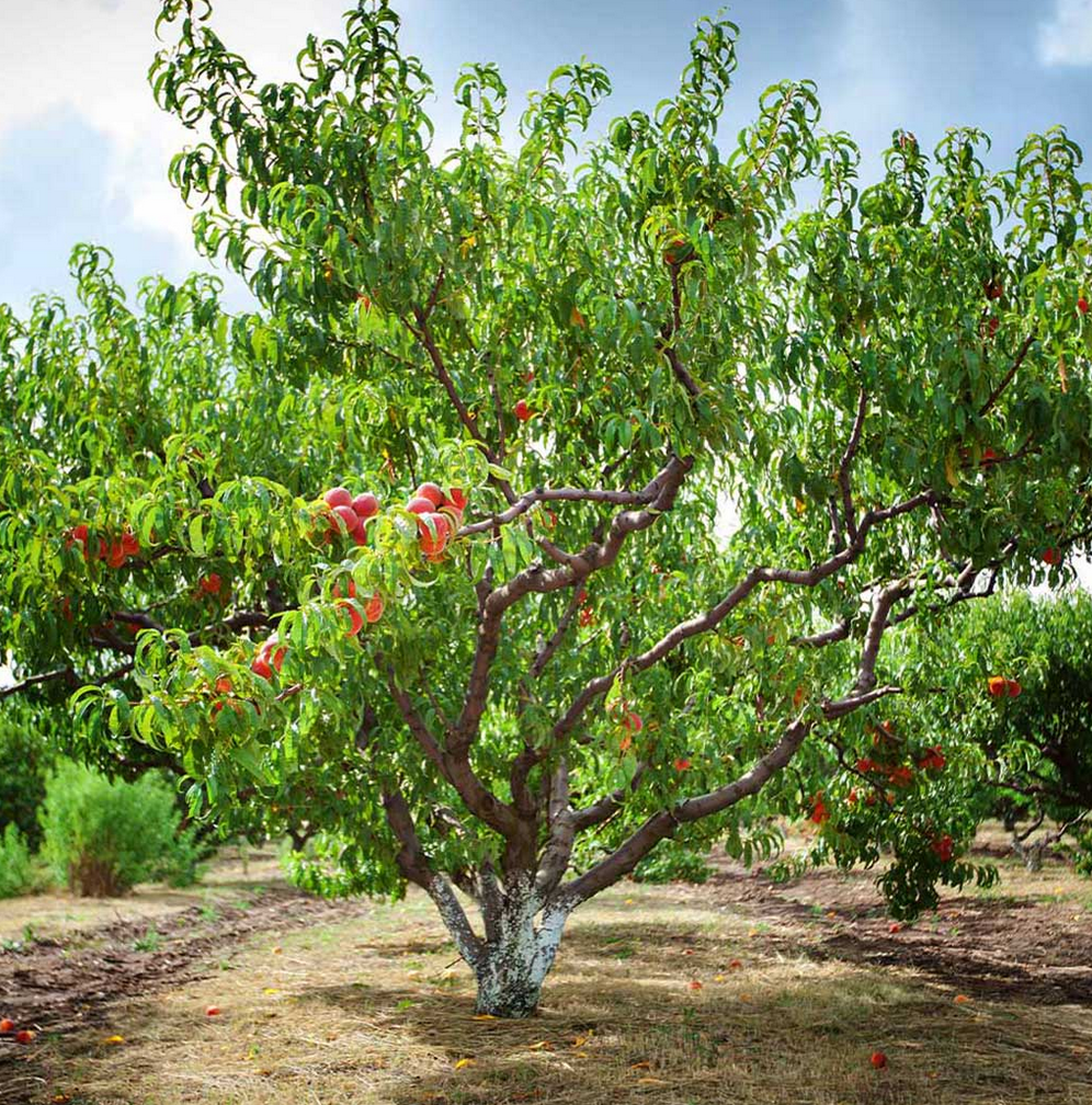 Reliance Peach Apple Tree, Ball and Burlap