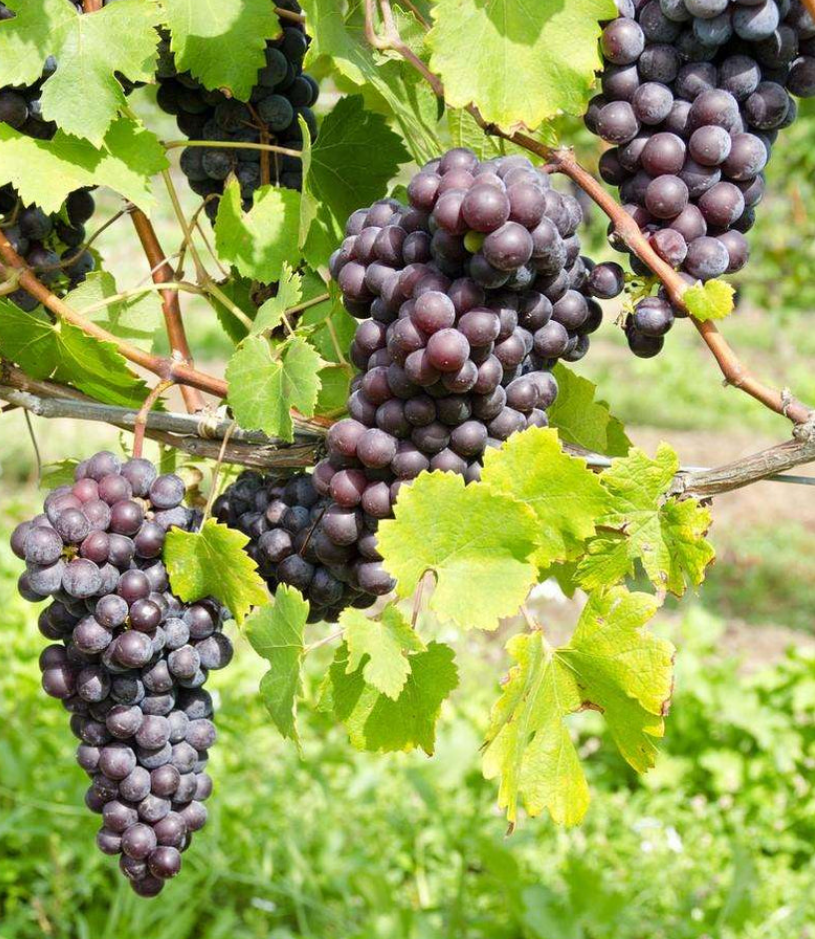 Saint Theresa Seedless Grape