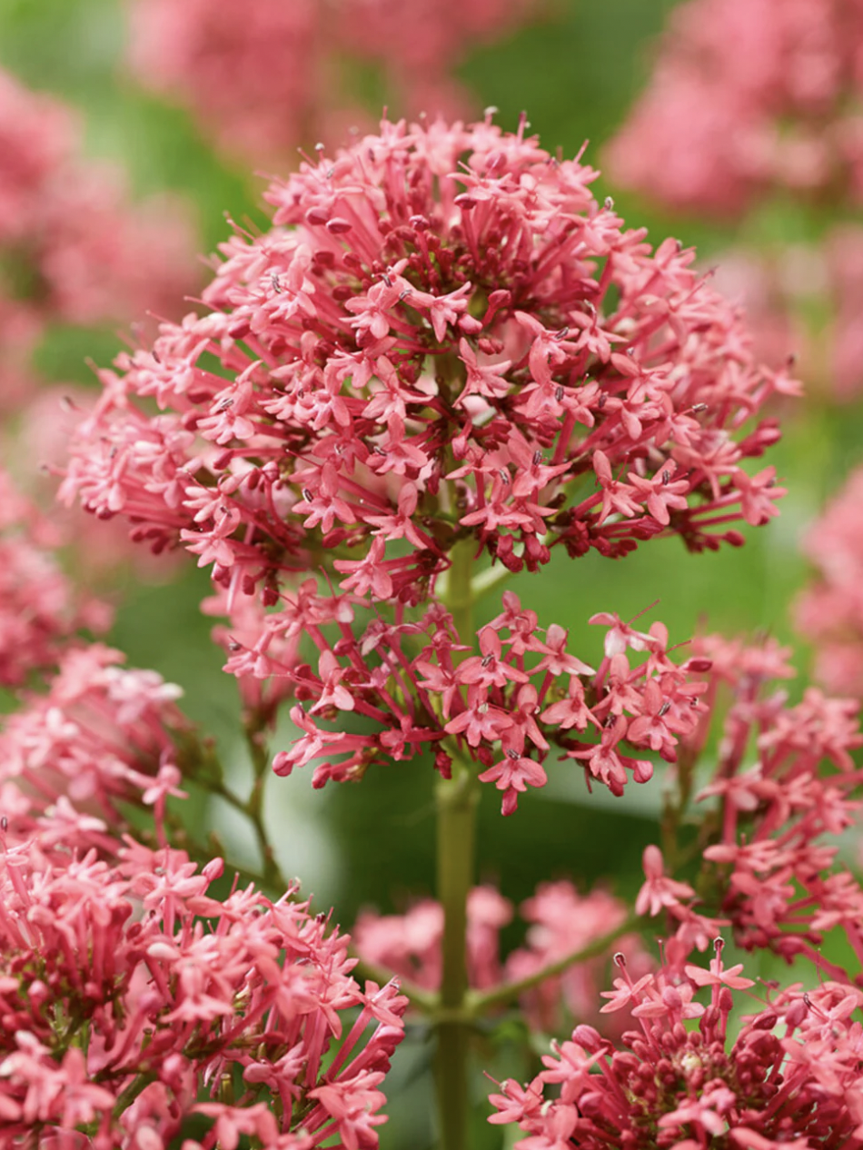 Jupiter's Beard (Red Valerian)