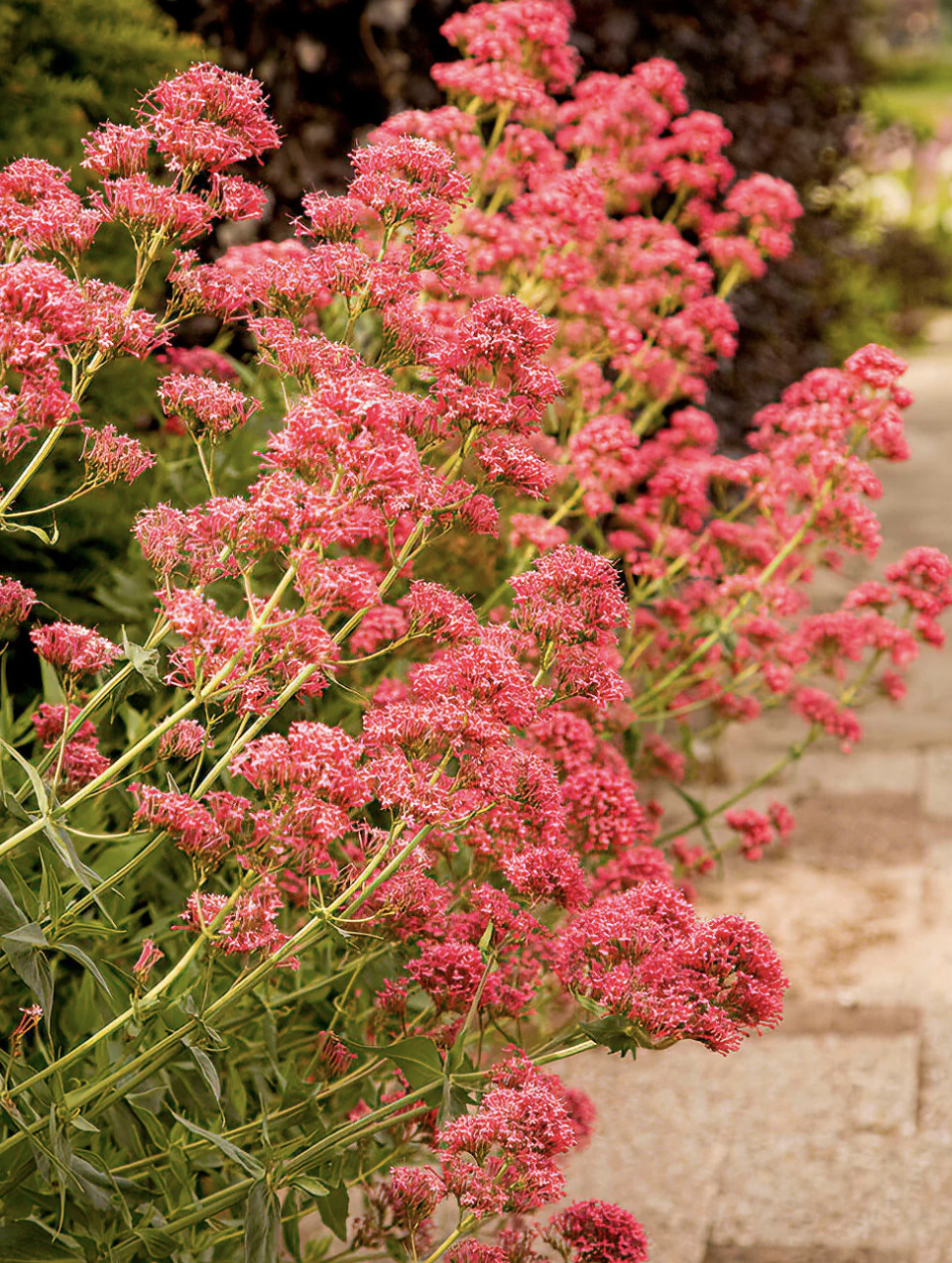 Jupiter's Beard (Red Valerian)