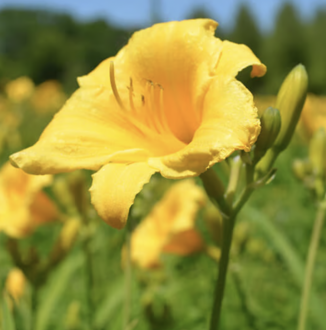 Stella d' Oro Day Lily
