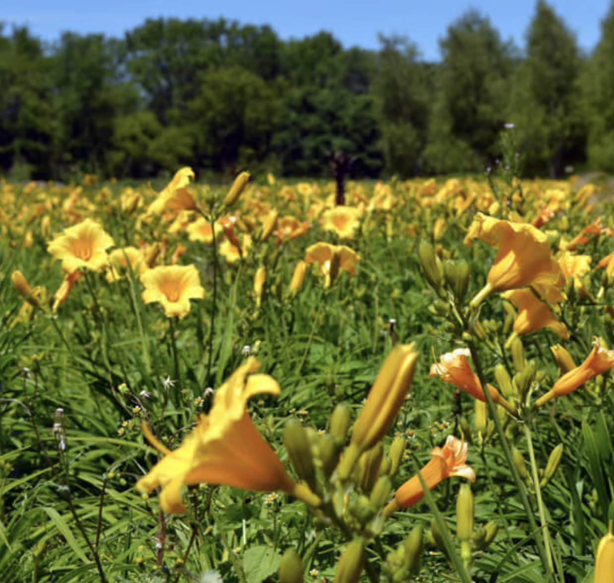 Stella d' Oro Day Lily