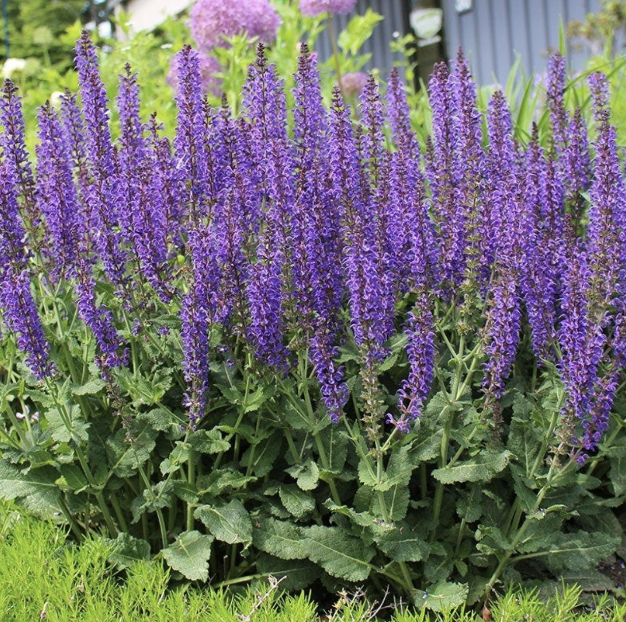 May Night Salvia