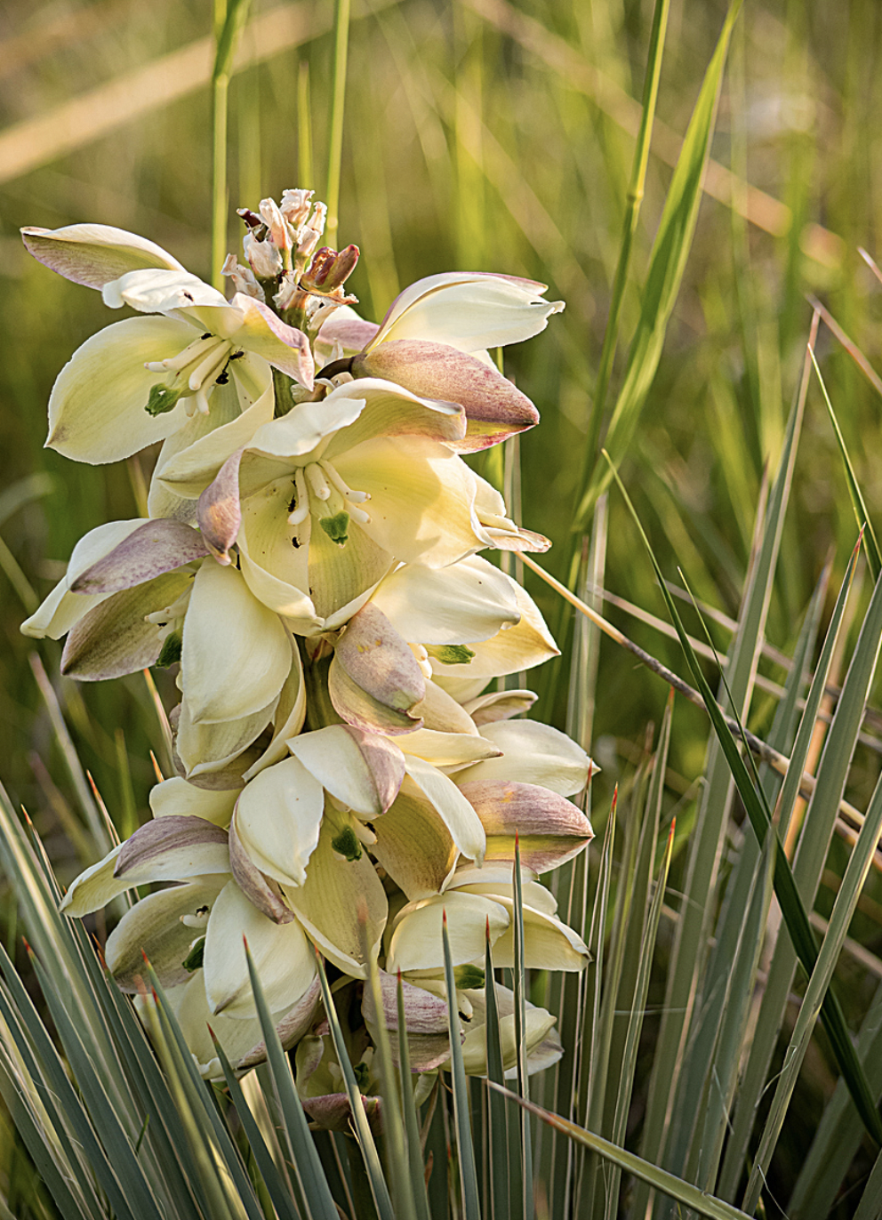 Soaptree Yucca
